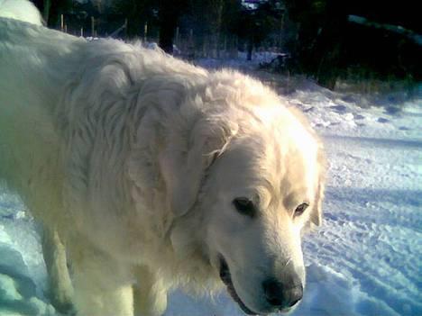 Polski owczarek podhalanski Argos - Min store smukke skat billede 11