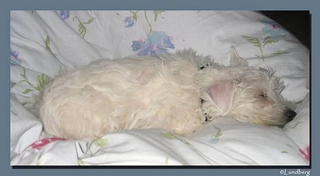 West highland white terrier Chewbacca - Chewbacca 9 uger - starten af januar 2006 billede 16