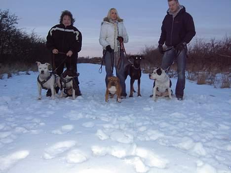 Dobermann Asja (Død) R.I.P - trip, trap træsko....ude og lege med staff tøzerne, seiko og min latterlige lillebror billede 18