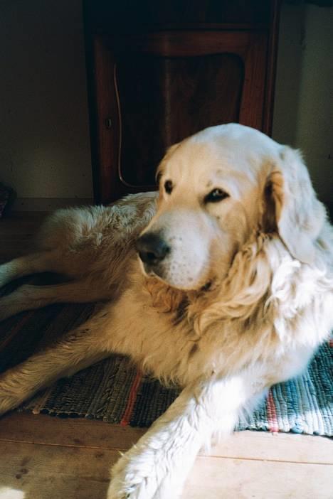 Polski owczarek podhalanski Argos - Argos  billede 12