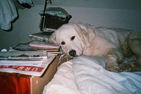 Polski owczarek podhalanski Argos - Argos min elskede hund! billede 13