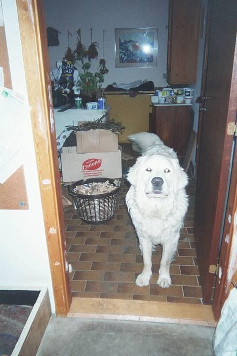 Polski owczarek podhalanski Argos - Argos  billede 15