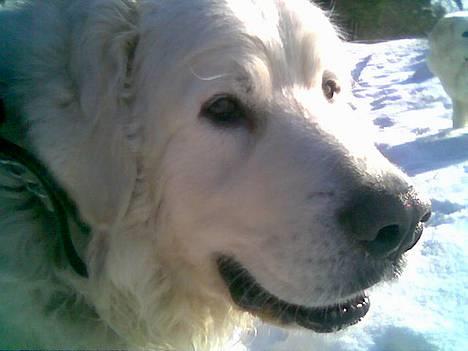 Polski owczarek podhalanski Argos - Argos Trines gode dreng! billede 16