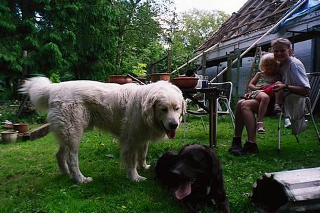 Polski owczarek podhalanski Argos - Argos sammen med sin lille veninde Tilde billede 17