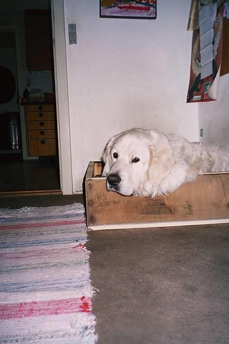 Polski owczarek podhalanski Argos - Jeg er altså ikke meget for det der foto sjov og iøvrigt vil jeg gerne sove - TAK! billede 18