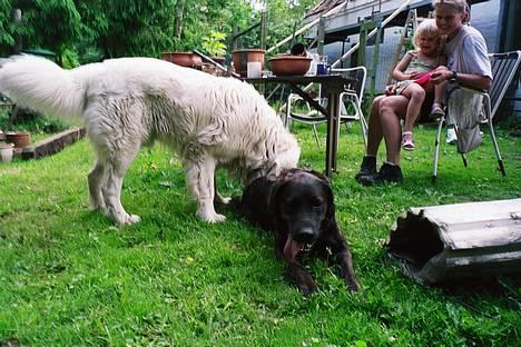 Polski owczarek podhalanski Argos - Ih Tilde du dufter altså SÅÅÅÅÅ godt! billede 19