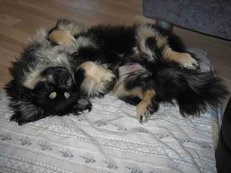 Tibetansk spaniel Sommerlyst´s Kham-Pa Zeus - Aaahhhh! Ren afslapning! billede 17