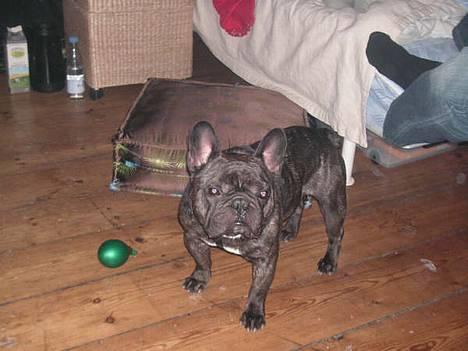 Fransk bulldog Miro AKA Bassefugl - Helt fortvivlet, den her ballon gider ikke springe i luften... billede 14
