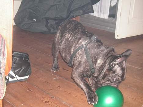 Fransk bulldog Miro AKA Bassefugl - Basse synes det er fantastisk at smadre balloner, men den her vil ikke rigtigt... billede 15