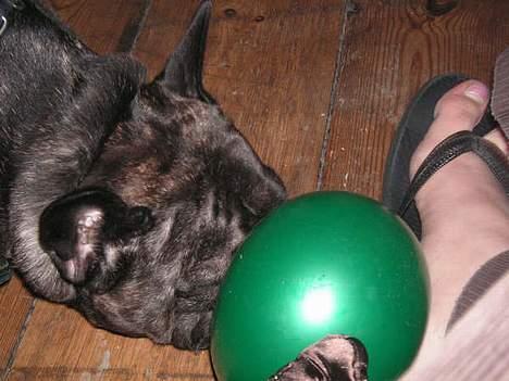Fransk bulldog Miro AKA Bassefugl - Jeg prøver at mase ballonen ind i Evas fod, så springer den nok. billede 16
