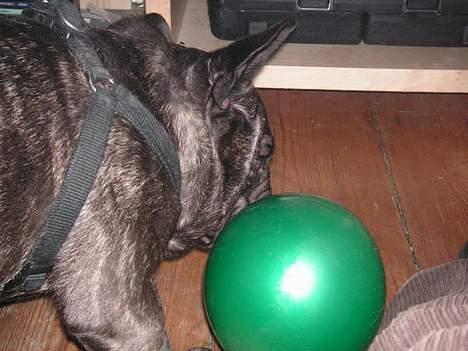 Fransk bulldog Miro AKA Bassefugl - Ballondans billede 17