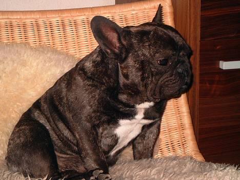 Fransk bulldog Miro AKA Bassefugl - Basse hænger lidt ud i sin stol.  billede 18