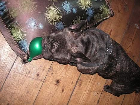 Fransk bulldog Miro AKA Bassefugl billede 19