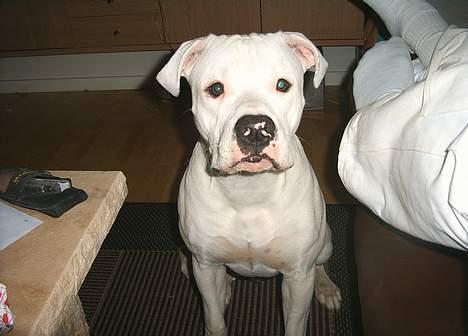 Amerikansk bulldog Terkel - Hov nu har du det der fremme igen - jeg sidder pænt- billede 12