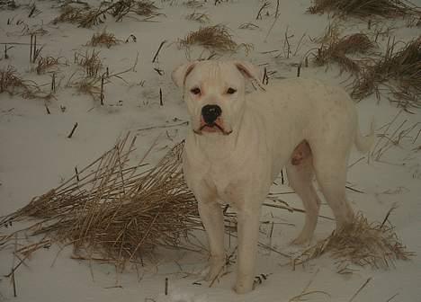 Amerikansk bulldog Terkel - Uhhh.. det er koldt her i sneen billede 13