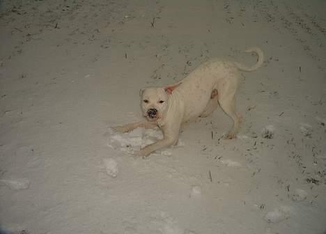 Amerikansk bulldog Terkel - Men så må vi jo holde os i gang- hvad kan vi finde på af balade billede 14