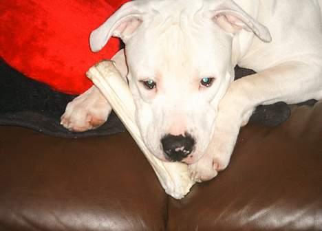 Amerikansk bulldog Terkel - Far kom hjem med en politistav til mig i dag - Jeg er meget glad for den- billede 15