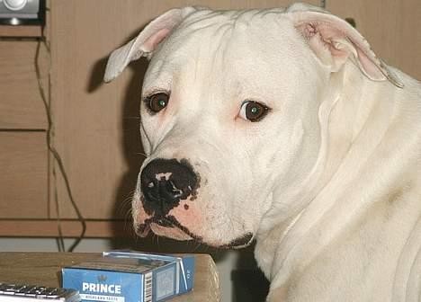 Amerikansk bulldog Terkel - Kan man ikke være i fred billede 16