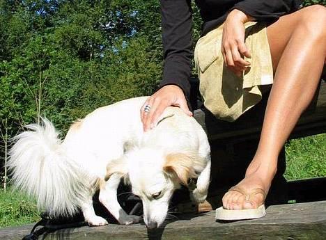 Blanding af racer Maggi billede 1