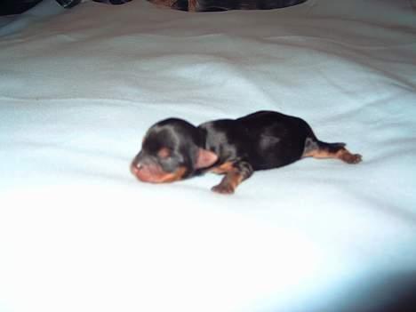 Yorkshire terrier Faber's Scarlett - Scarlett, nyfødt ca. 8 timer gammel,  billede 6