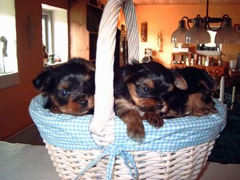 Yorkshire terrier Faber's Scarlett - Scarlett med søskende 9 uger gammel billede 7