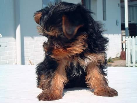 Yorkshire terrier Faber's Scarlett billede 8