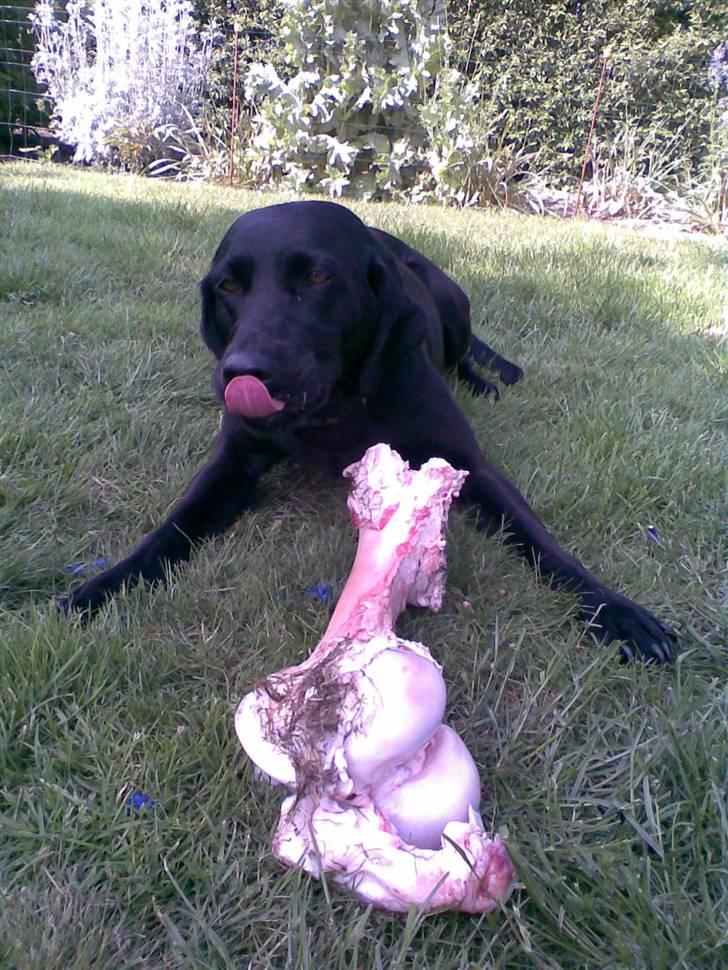 Labrador retriever * R.I.P.* Amy - MUMS det ser lækkert ud! Hvor skal jeg begynde ?!  billede 2