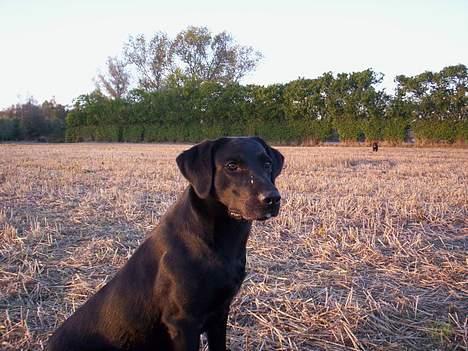 Labrador retriever * R.I.P.* Amy billede 3