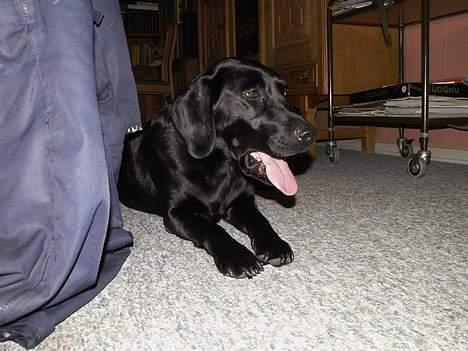 Labrador retriever * R.I.P.* Amy billede 4