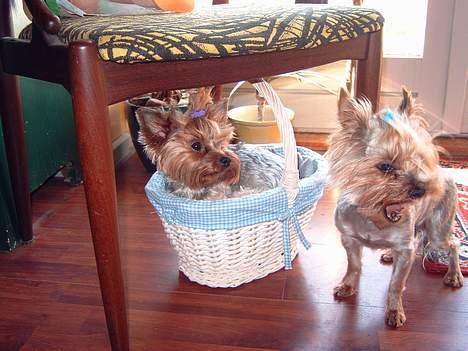 Yorkshire terrier Lucky Max - Lucky Max nyklippet med "konen" Daisy Doll billede 7