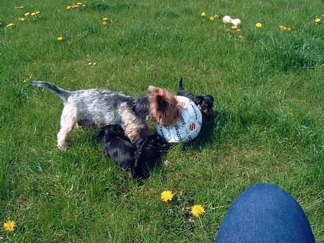 Yorkshire terrier Daisy Doll - Spiller fodbold med et par hvalpe maj 2004 billede 9