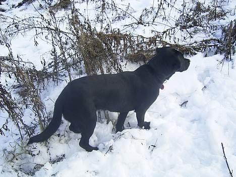 Labrador retriever Keano - "Hva var det?".  billede 9