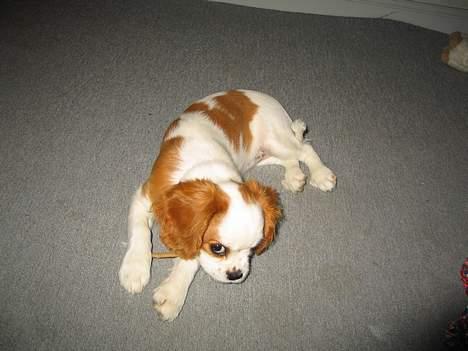 Cavalier king charles spaniel mille - ummmmm jeg har fået mig et dejligt tykkeben billede 6