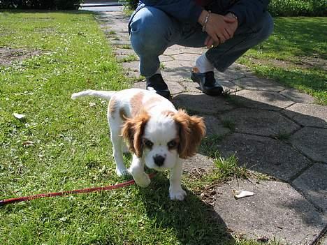 Cavalier king charles spaniel mille - jeg susser lige lidt rundt ude i haven billede 7