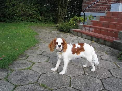 Cavalier king charles spaniel mille - kom nu jeg vil om og lege med min bold billede 8