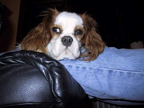 Cavalier king charles spaniel mille - hvad laver du helt der nede??? billede 9