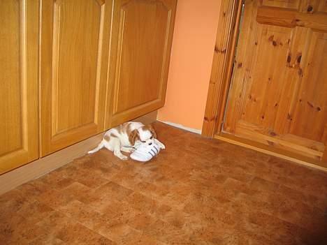 Cavalier king charles spaniel mille - det er nu dejligt at gnave lidt i sko:) billede 10