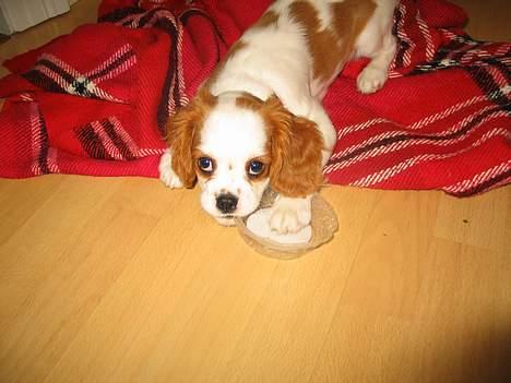 Cavalier king charles spaniel mille - det er nu godt med et låg engang imellem billede 11