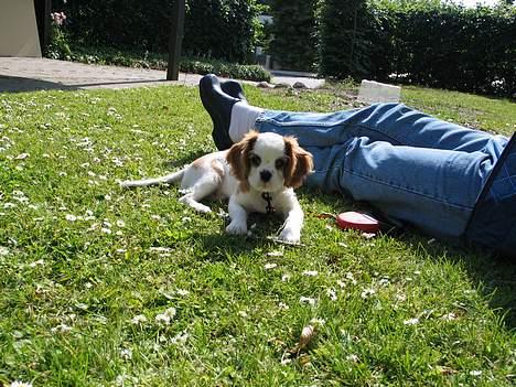 Cavalier king charles spaniel mille - det er herligt at slappe af på græsset billede 12