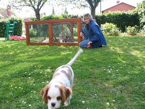 Cavalier king charles spaniel mille - jaja jeg kommer nu billede 13