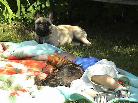 Blanding af racer paloma - havehygge billede 5