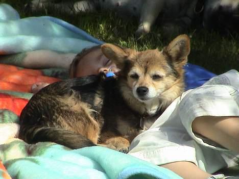 Blanding af racer paloma - jeg vogter her billede 6