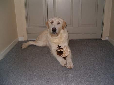 Blanding af racer Marco (død snøøft) - Savner diig smukke marco.. du er ALTID!!! min skattt 4 ever :( billede 2