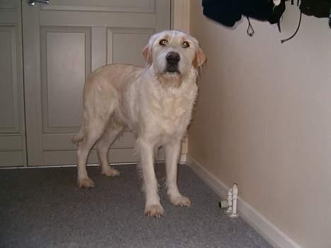 Blanding af racer Marco (død snøøft) - får jeg ikk... en godbid nu??? billede 3