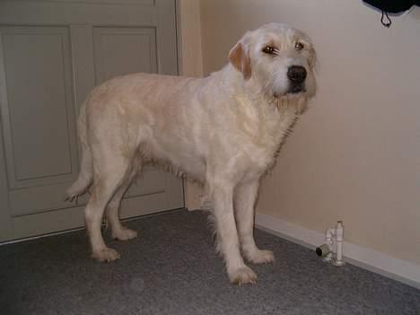 Blanding af racer Marco (død snøøft) - er jeg ikk fin....??hehe billede 4