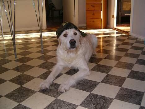 Blanding af racer Marco (død snøøft) - se min lækkere skat :) han var ´bare søøød billede 5