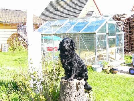 Blanding af racer Smut - Kær :) billede 1