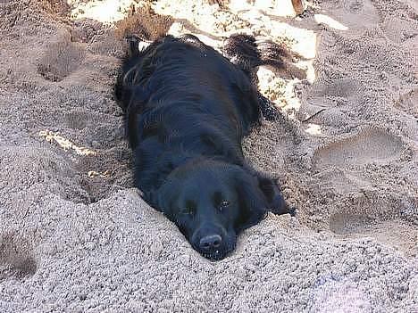 Blanding af racer Smut - Ja en lur en gang i mellem :D hun sover ca 87% af dagen ;) selv om vi har en Meget Stor have billede 2