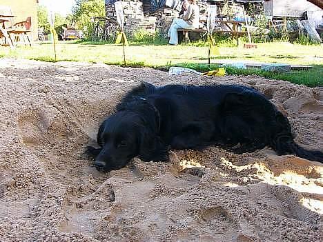 Blanding af racer Smut - Sover ZzzZzzZZz billede 3