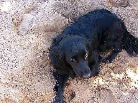 Blanding af racer Smut - Blev Vækket Ikke Glad Hehe billede 4